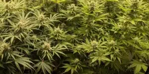 Do si Dos Strain Flowering