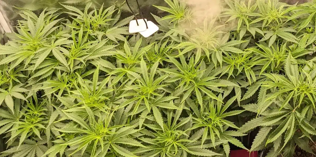 Do si Dos Strain Growing