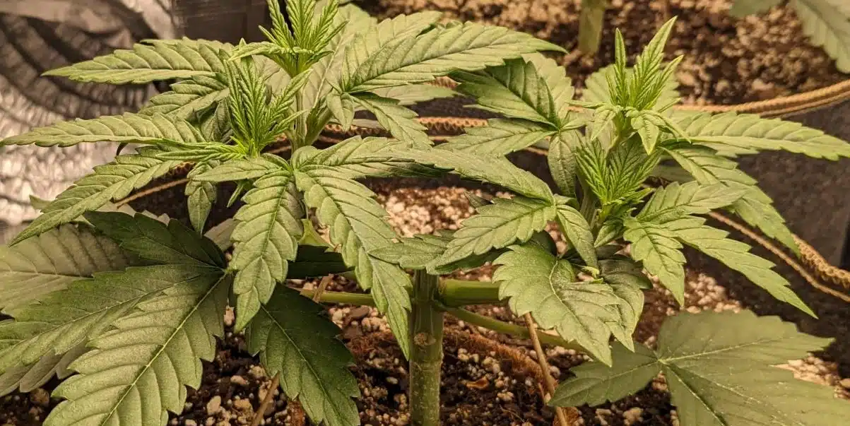 Do si Dos Strain Seedling