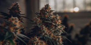 Close-up of Forbidden Fruit cannabis buds with orange pistils and frosty trichomes against a dark background.