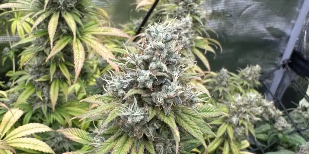 Fruity Pebbles Strain Bud