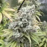 Fruity Pebbles Strain Bud