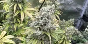 Fruity Pebbles Strain Bud