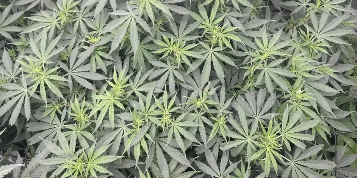 Fruity Pebbles Strain Flowering