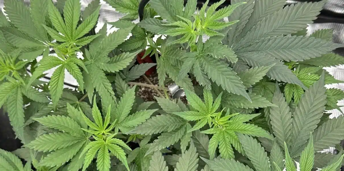 Fruity Pebbles Strain Growing