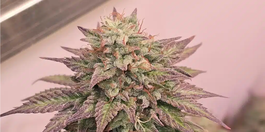 GMO Weed Strain Bud