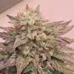 GMO Weed Strain Bud