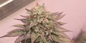 GMO Weed Strain Bud