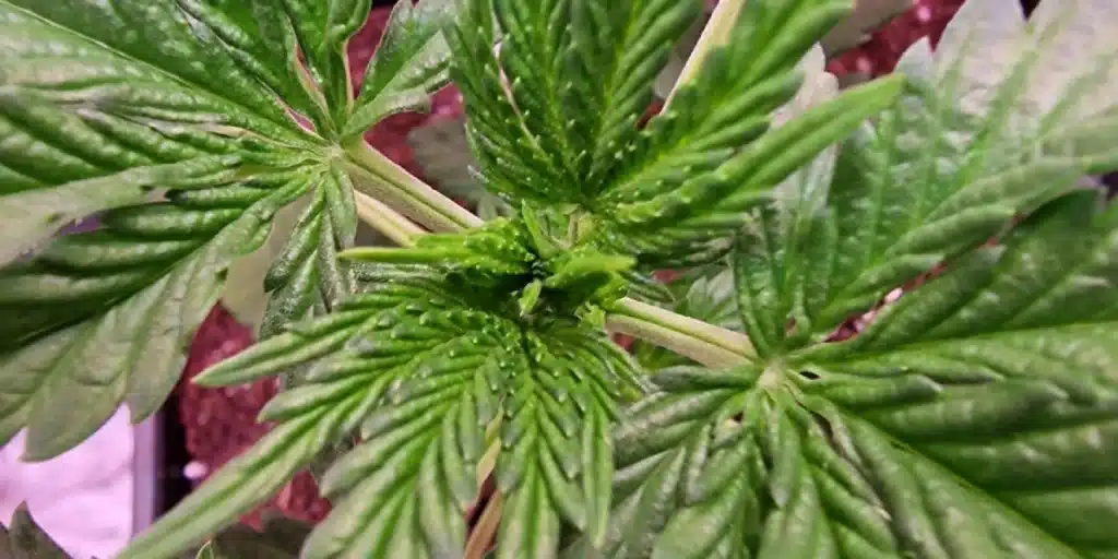 GMO Weed Strain Seedling