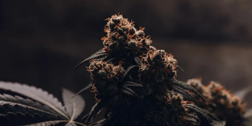 Gary Payton cannabis buds growing in a controlled indoor environment, with frosty trichomes and vibrant orange pistils.