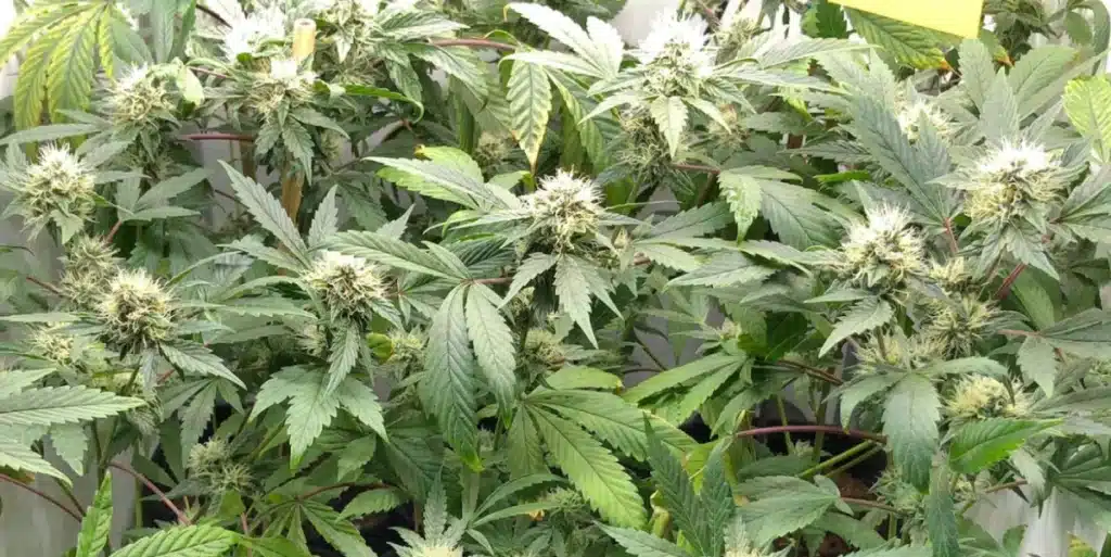 Ghost Train Haze Flowering