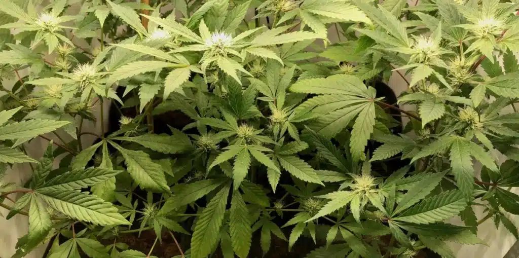 Ghost Train Haze Growing