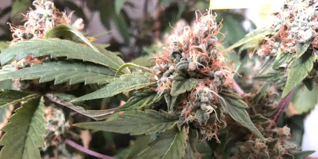 Ghost Train Haze Strain Buds