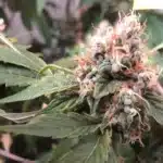 Ghost Train Haze Strain Buds