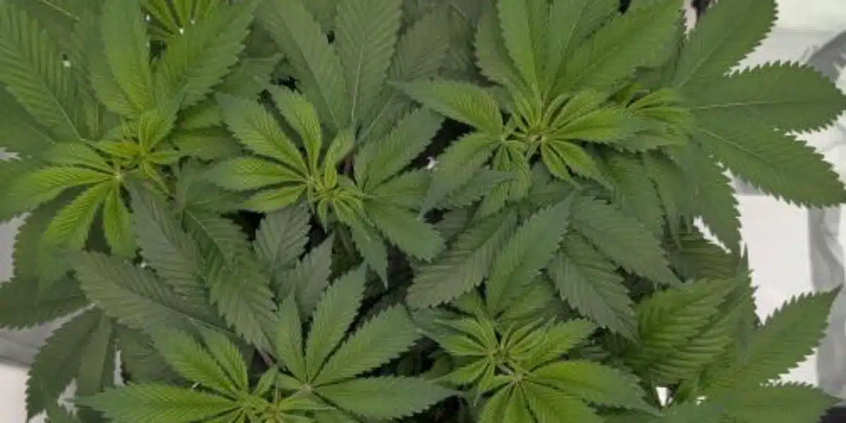 Gorilla Glue 4 Strain Flowering