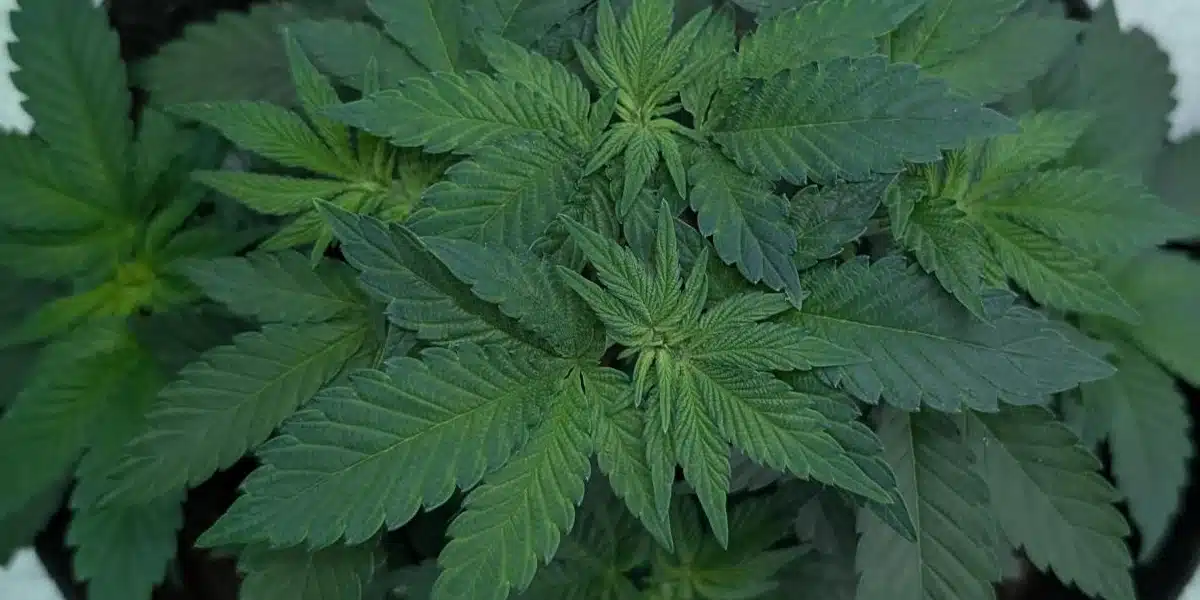 Gorilla Glue 4 Strain Seedling