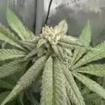 Granddaddy Purple strain bud covered in trichomes, showcasing its frosty appearance.