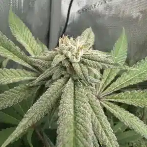 Granddaddy Purple strain bud covered in trichomes, showcasing its frosty appearance.