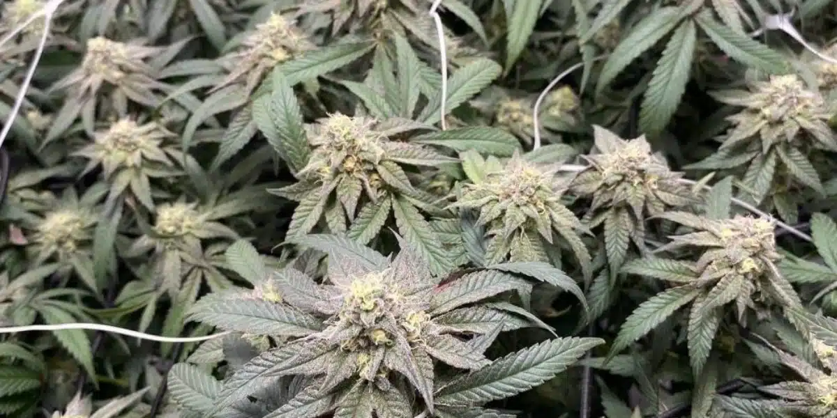 Gush Mints strain in full bloom, showing dense buds covered in trichomes.