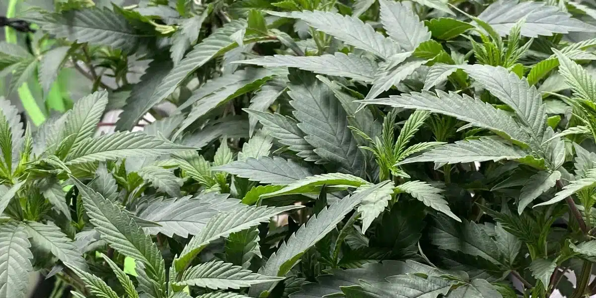 Healthy Gush Mints cannabis leaves in the vegetative stage with vibrant green foliage.