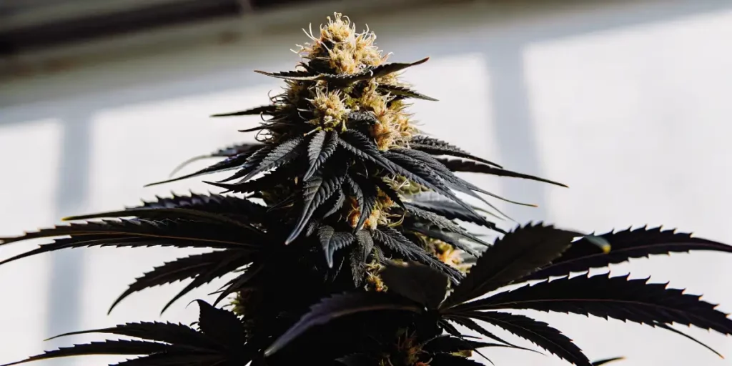 Cannabis plant with dark leaves and bright green buds growing in sunlight.