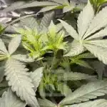 How To Grow Cafe Racer Strain