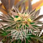 How To Grow Candyland Peyote Strain