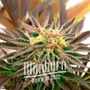 How To Grow Candyland Peyote Strain