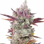 How To Grow Gorilla Glue x Girl Scout Cookies