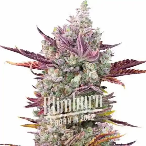 How To Grow Gorilla Glue x Girl Scout Cookies