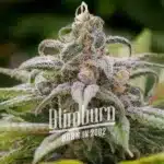 How To Grow Maui wowie