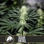 How To Grow Sour Diesel Strain