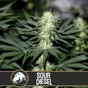 How To Grow Sour Diesel Strain