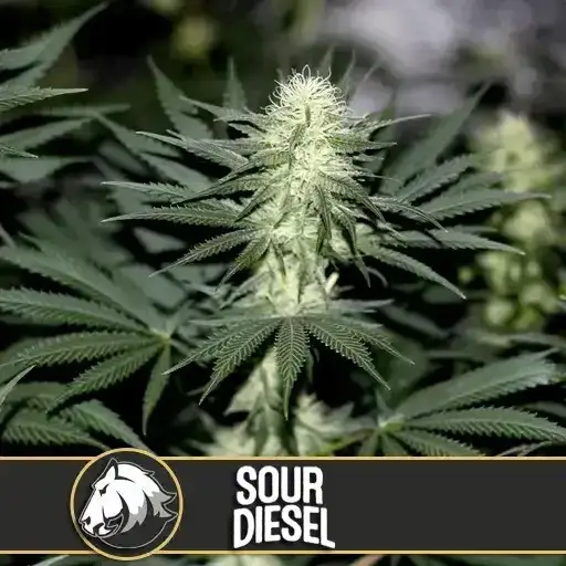 How To Grow Sour Diesel Strain