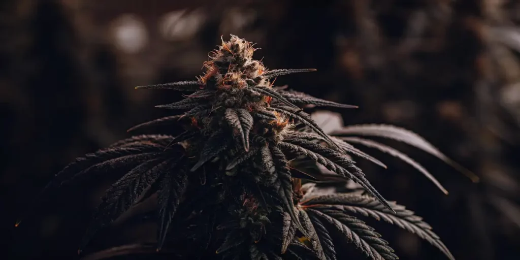 Cannabis flower with purple and orange hues under soft indoor lighting, surrounded by dark leaves.