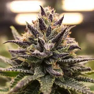 Jealousy strain bud covered in frosty trichomes