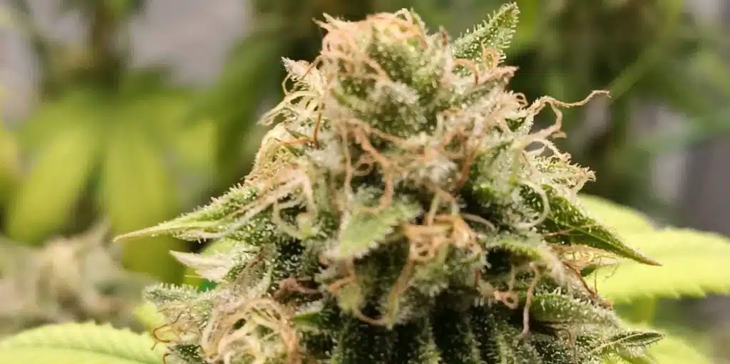 Louis XIII Strain Buds