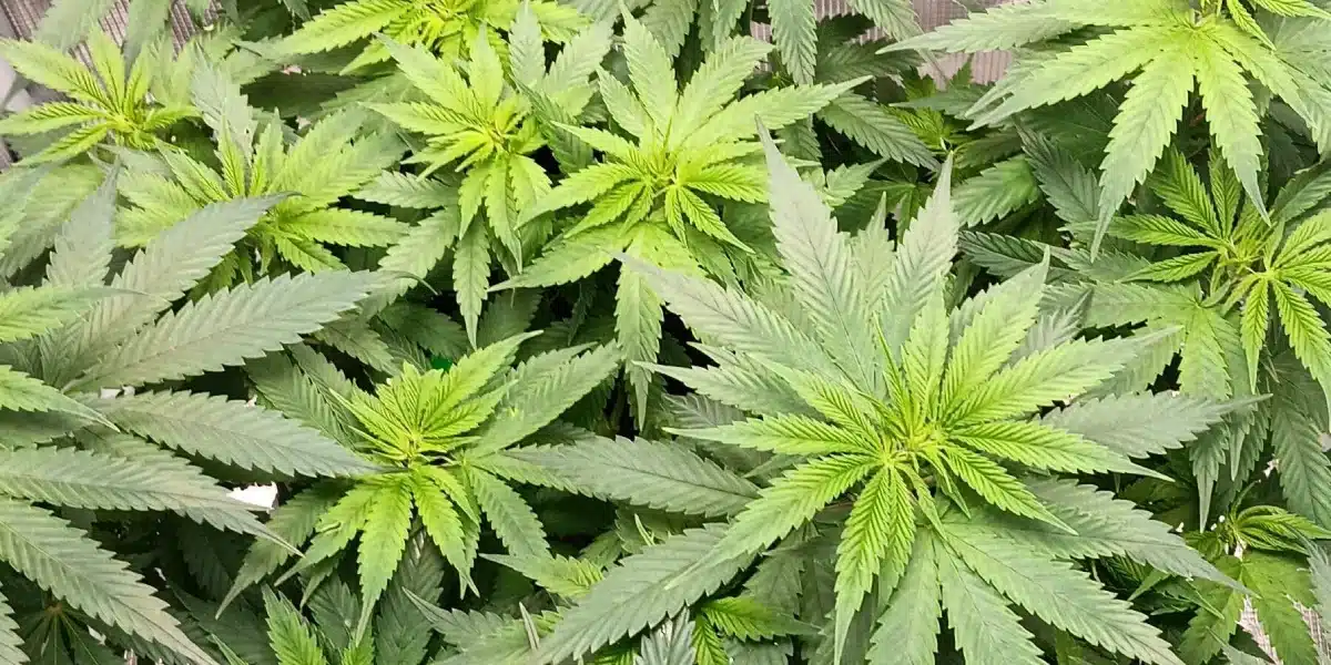 Louis XIII Flowering