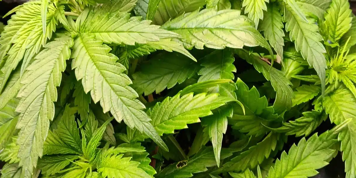 Louis XIII Strain Leaves