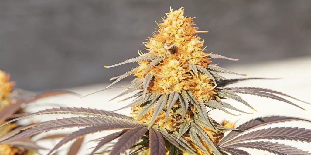 Close-up of a RS11 cannabis plant showing blooming buds and vibrant leaves.