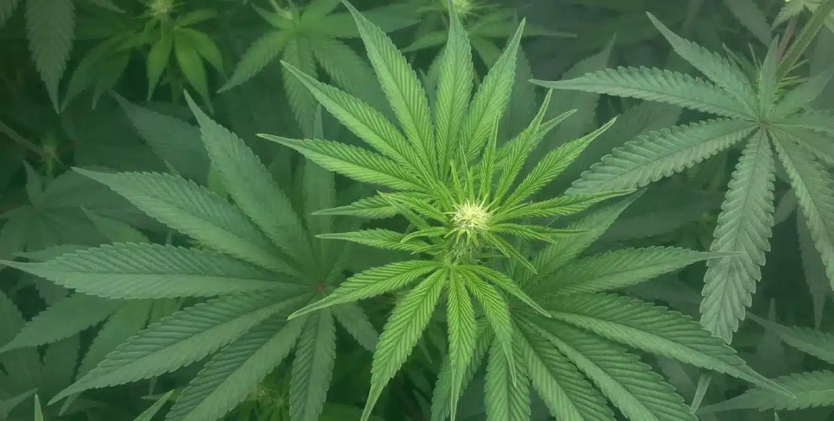Vibrant green Slurricane Strain leaves with a developing bud in the center.