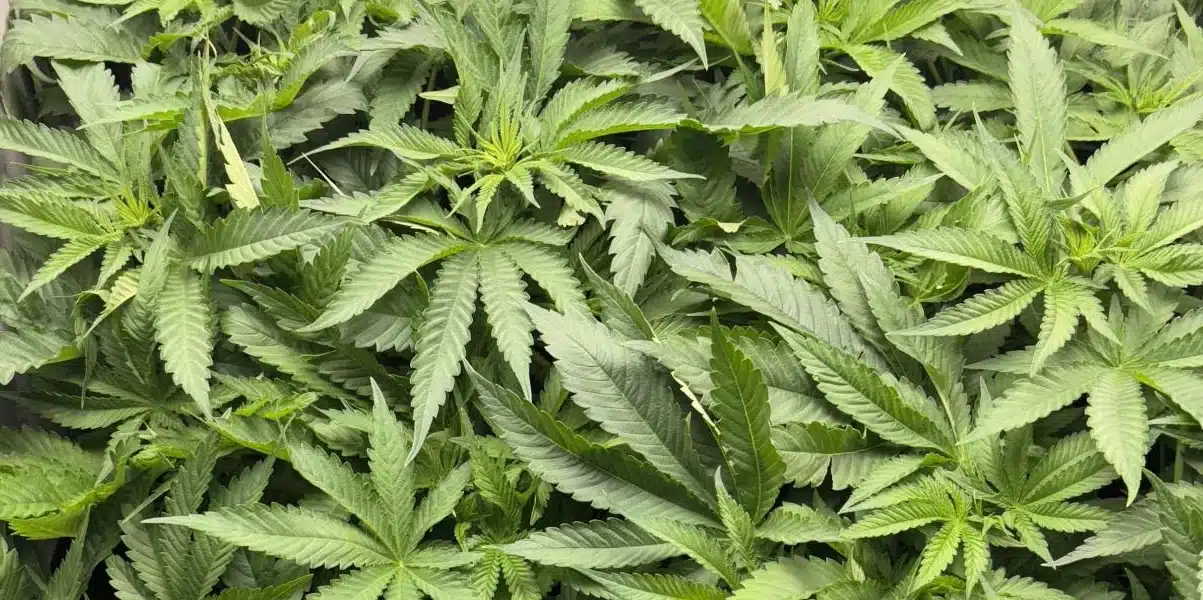 White Widow Flowering