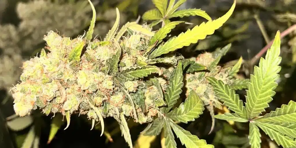 Apple Fritter Weed Strain Buds