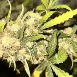 Apple Fritter Weed Strain Buds