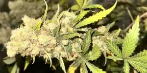Apple Fritter Weed Strain Buds