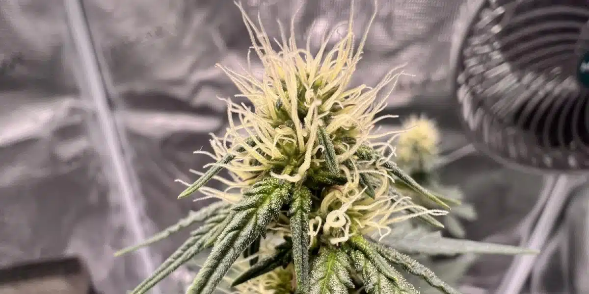 Apple Fritter Weed Strain Flowering