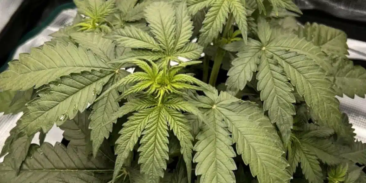 Apple Fritter Weed Strain Grow