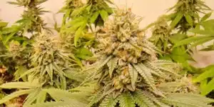 Apples and Bananas Strain Bud