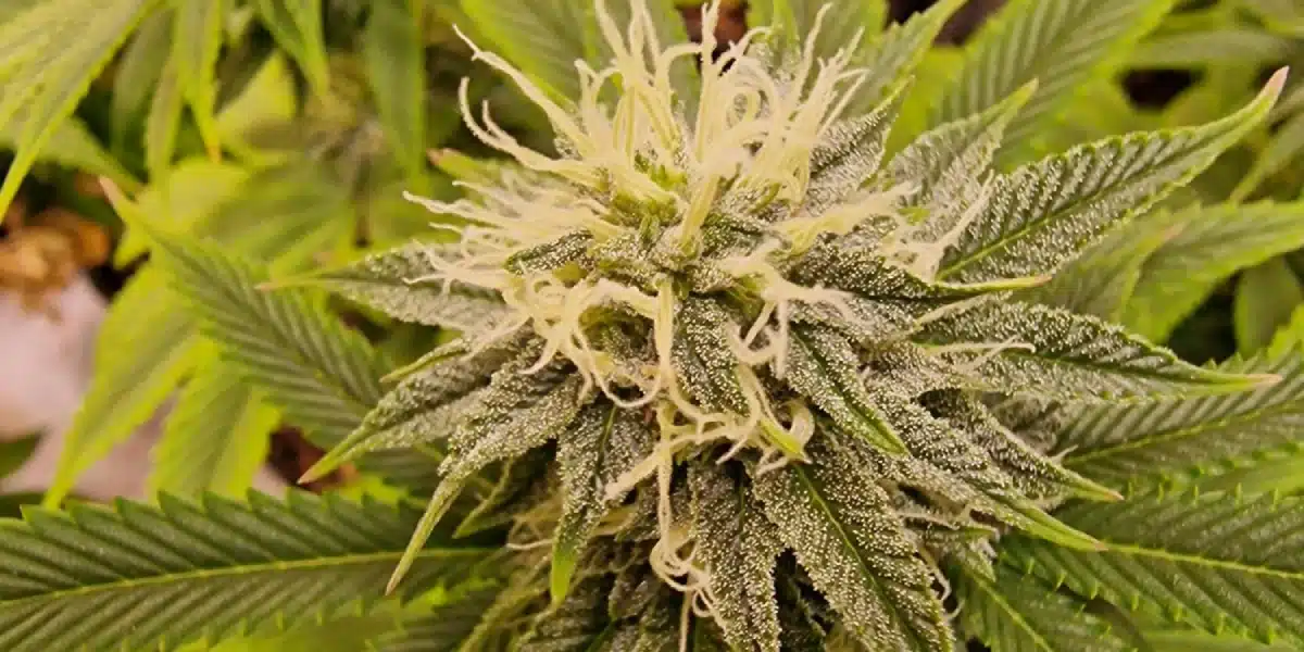 Apples and Bananas Strain Flowering