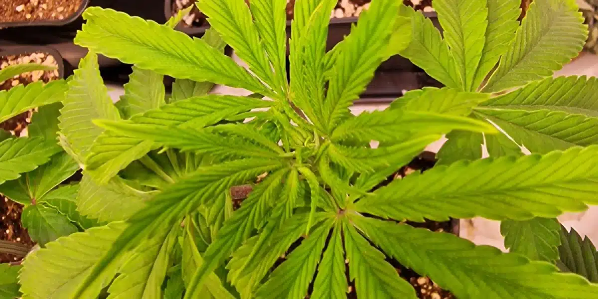 Apples and Bananas Strain Grow